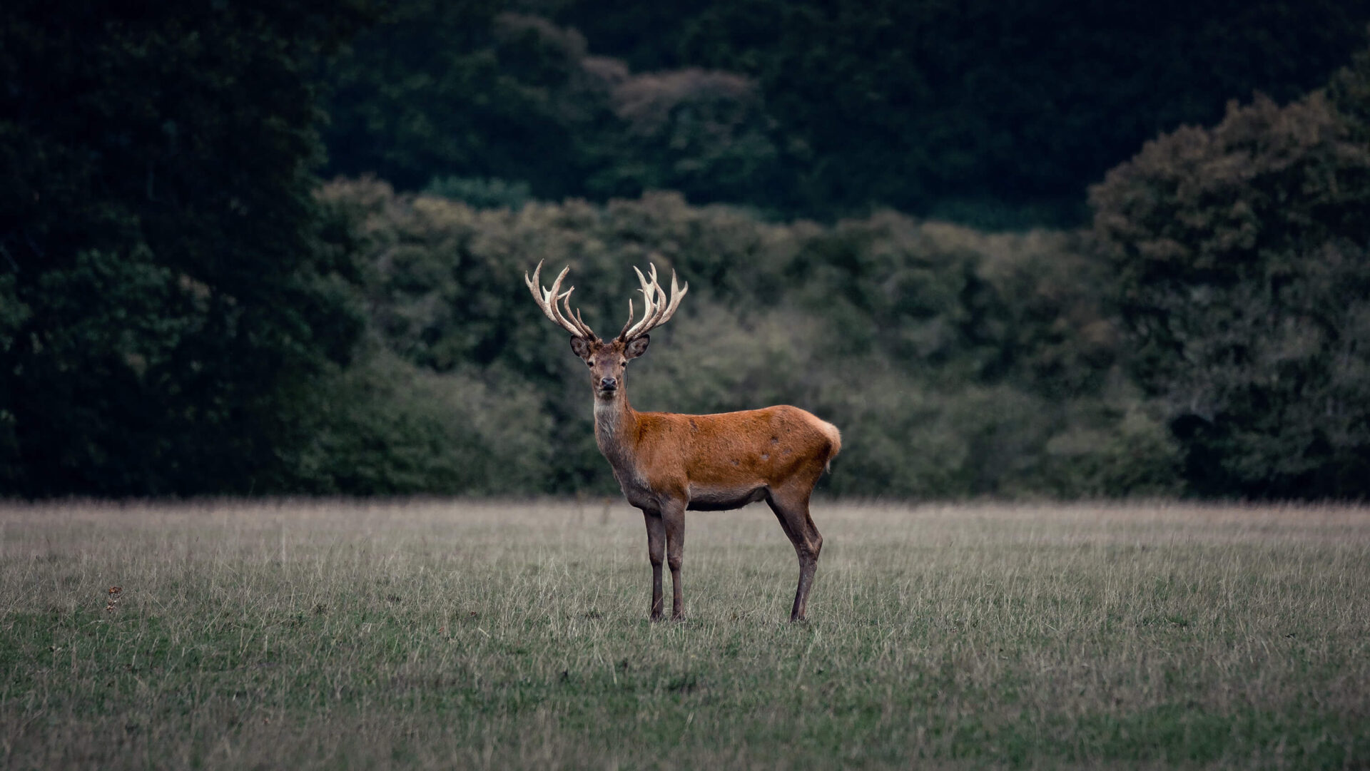 Red Deer Stag